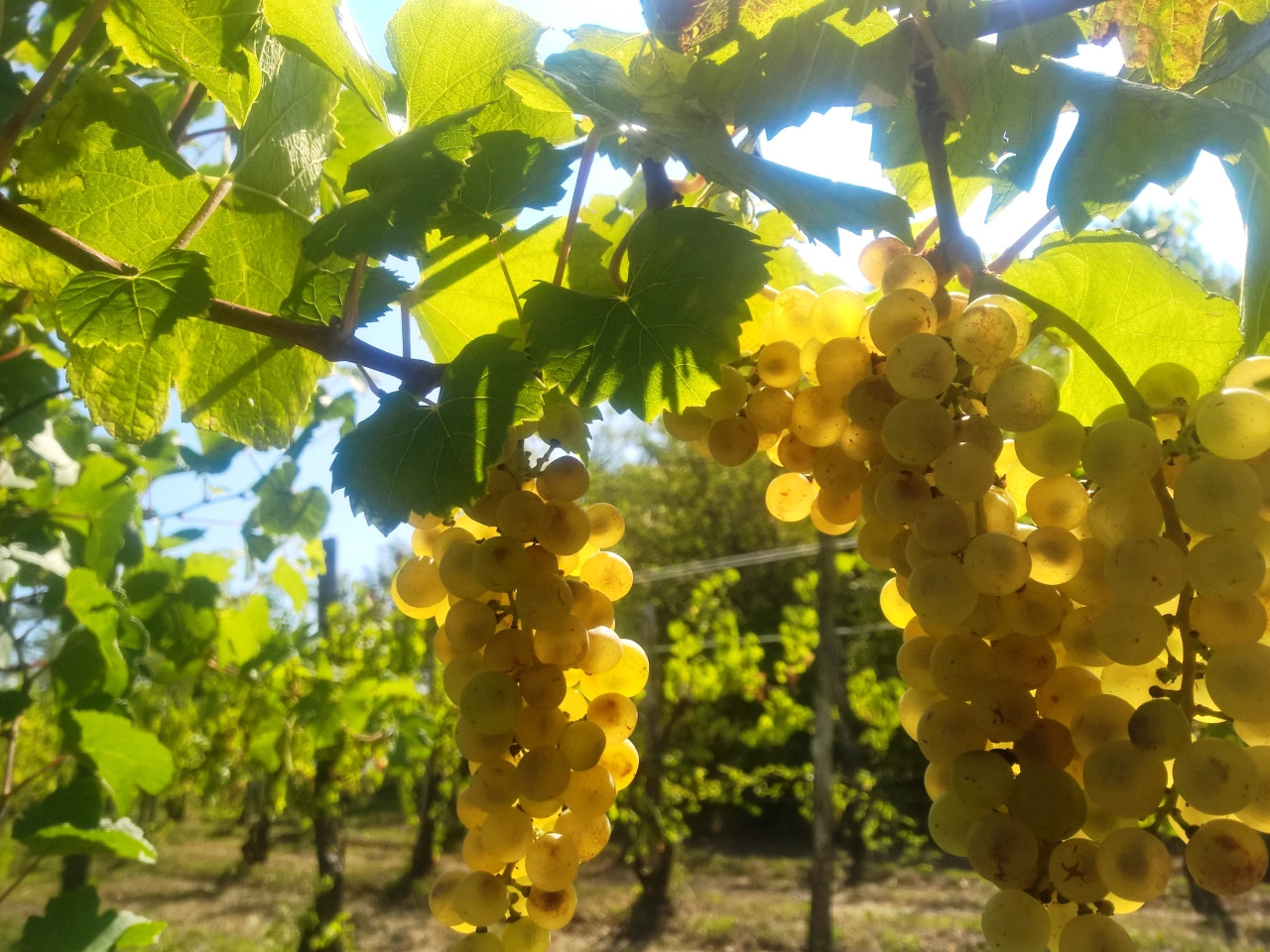 JUST FRIENDS SOCIETA' AGRICOLA  A  R.L.