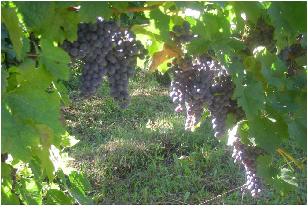 JUST FRIENDS SOCIETA' AGRICOLA  A  R.L.