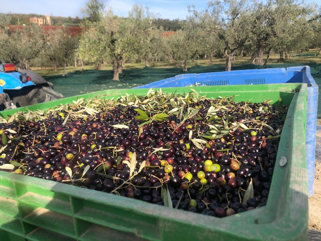 JUST FRIENDS SOCIETA' AGRICOLA  A  R.L.