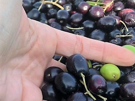 JUST FRIENDS SOCIETA' AGRICOLA  A  R.L.