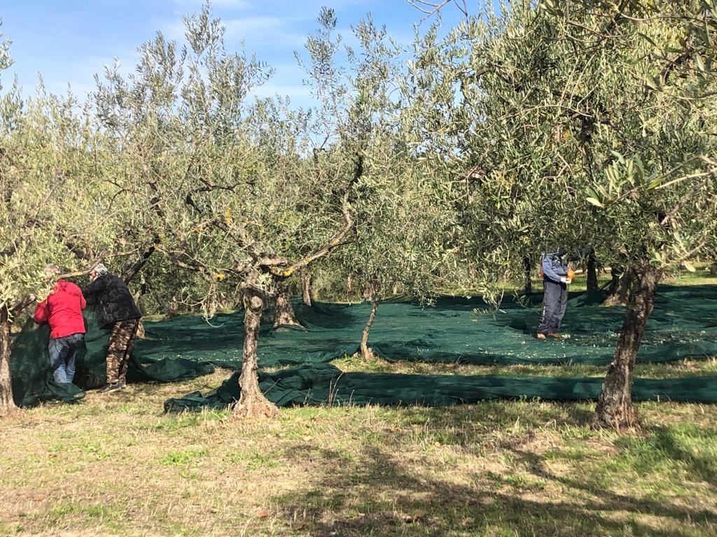 JUST FRIENDS SOCIETA' AGRICOLA  A  R.L.