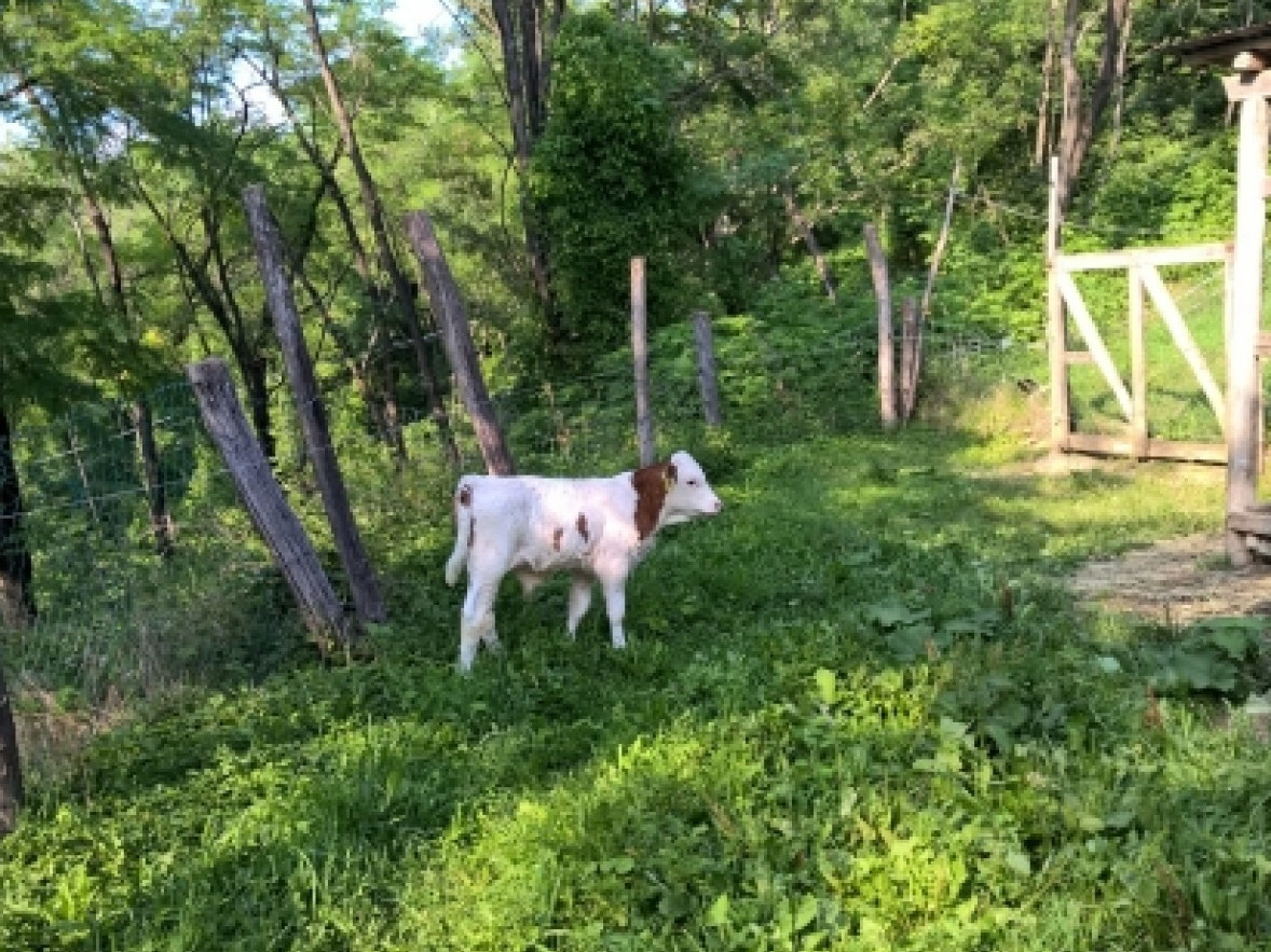 JUST FRIENDS SOCIETA' AGRICOLA  A  R.L.