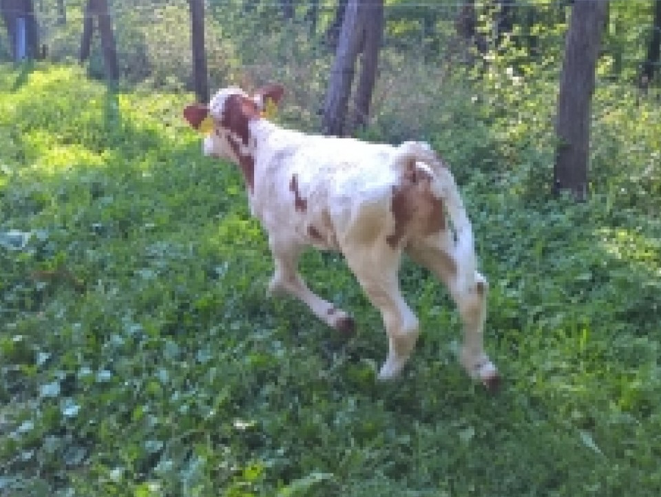 JUST FRIENDS SOCIETA' AGRICOLA  A  R.L.