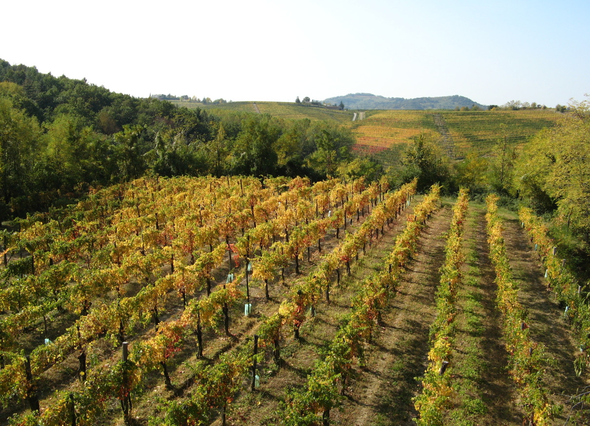 JUST FRIENDS SOCIETA' AGRICOLA  A  R.L.