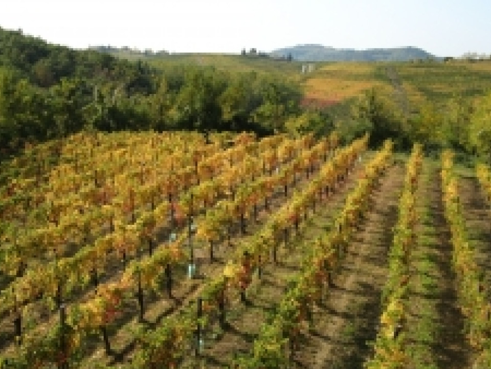 JUST FRIENDS SOCIETA' AGRICOLA  A  R.L.