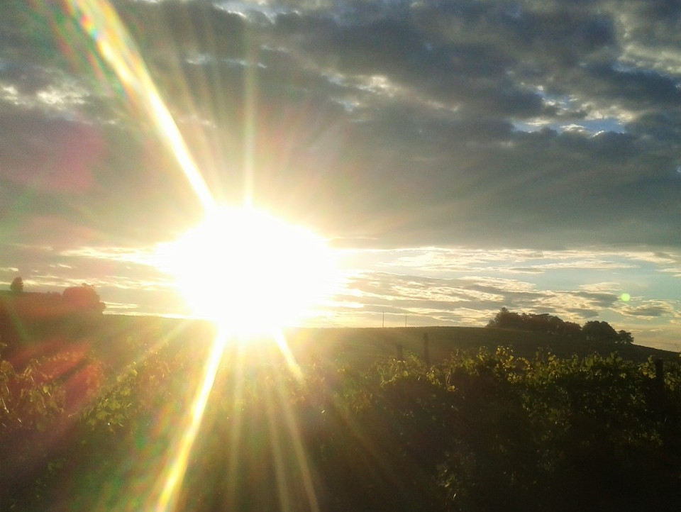 JUST FRIENDS SOCIETA' AGRICOLA  A  R.L.